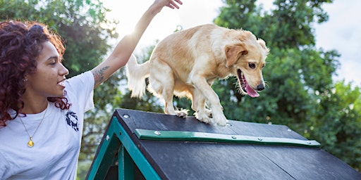 Beginners to Agility - 6 Week Course primary image