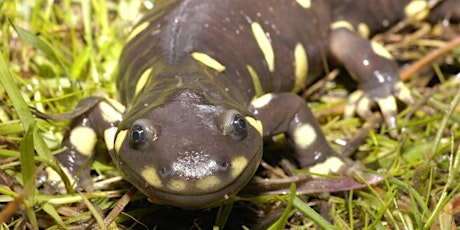 Biology and Management of California Tiger Salamander