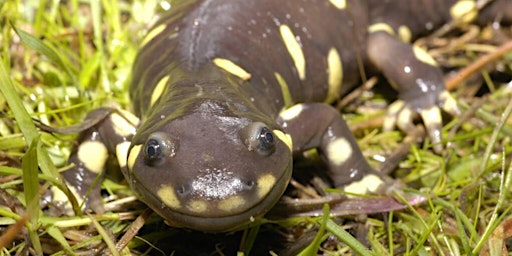 Imagem principal do evento Biology and Management of California Tiger Salamander