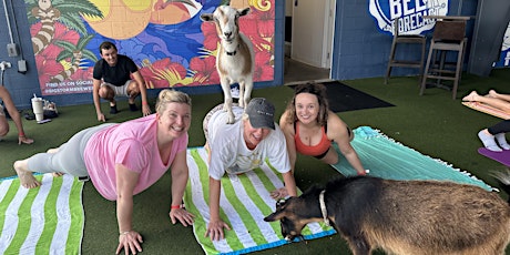 Goat Yoga Tampa + free drink! Big Storm, Clearwater, 5/20 @ 9:30am-10:30am