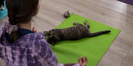 Cours de yoga chat tous niveaux PRINTEMPS 2023 - SESSION 10 SEMAINES