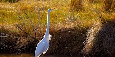 Immagine principale di Mysteries of the Marsh 