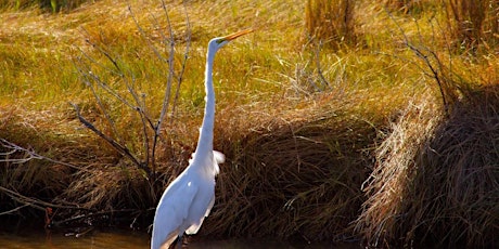 Mysteries of the Marsh