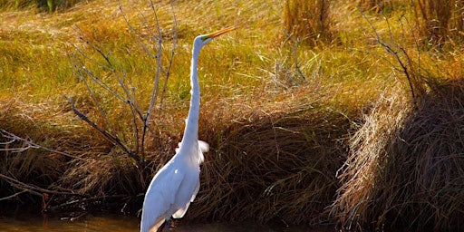 Mysteries of the Marsh primary image