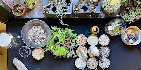 One Gallon BioActive Terrarium Workshop: Friday May 12th, 6-8pm