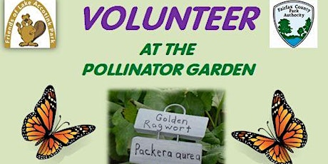 Caring for the  Pollinator Garden at Lake Accotink Park