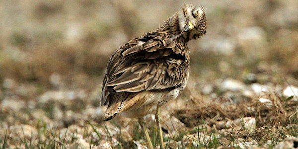 Stone-curlew roost visit