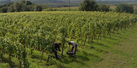 Imagem principal do evento [BlueWalks] Le Vin du Nord - Wijn in het Heuvelland