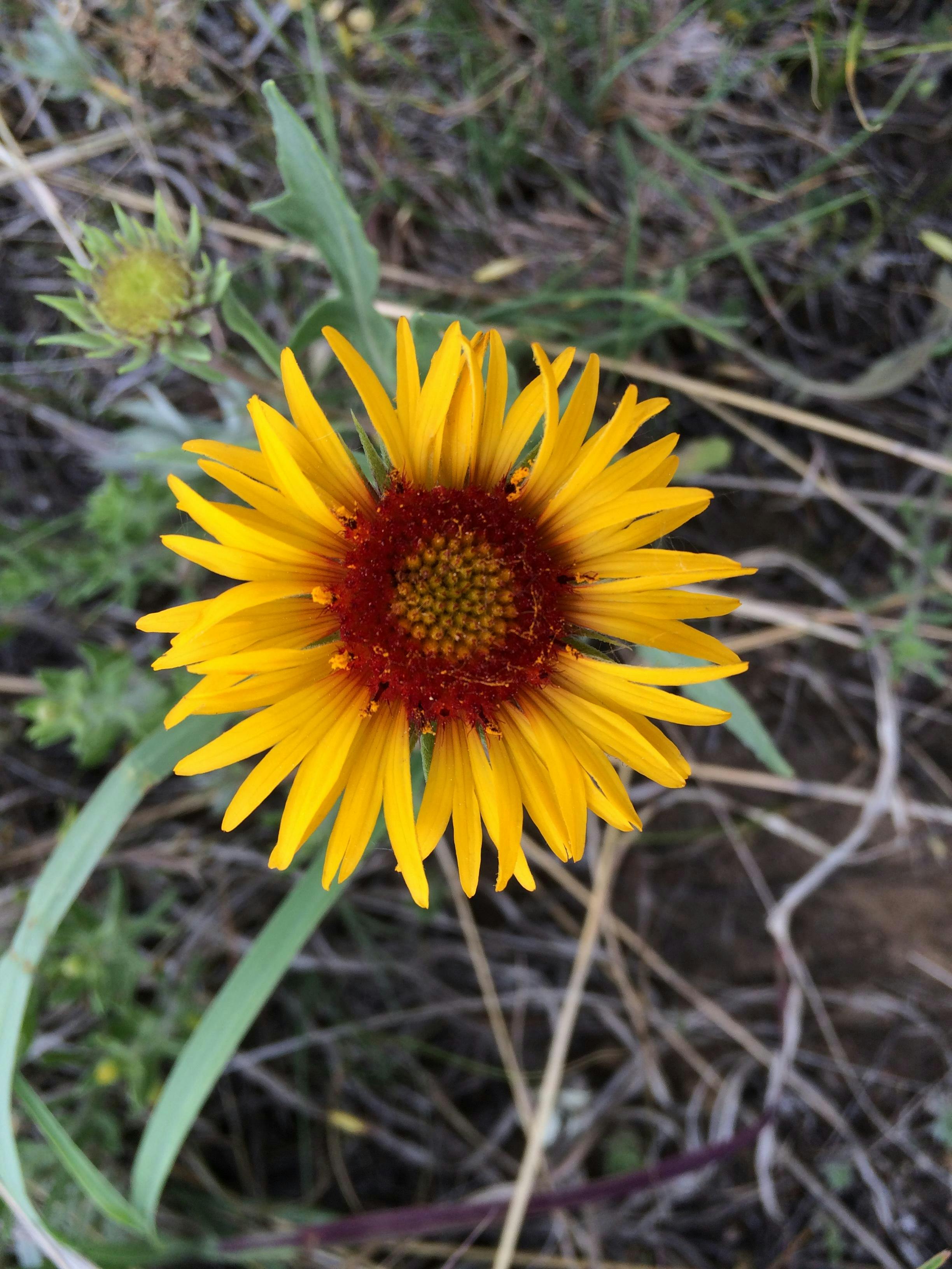 Developing a Restoration and Noxious Weed Management Plan