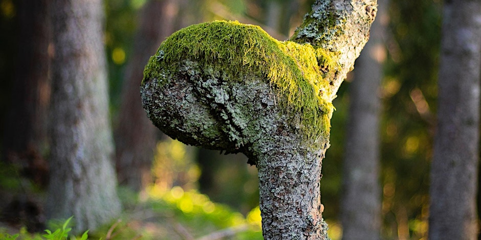 Image of lichen-covered nodule on tree branch.