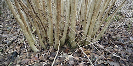 Practical Coppicing