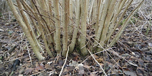 Hauptbild für Practical Coppicing