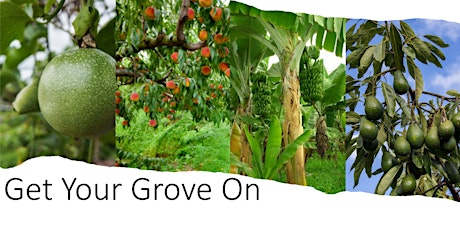 Get Your Grove On 2023: Growing Fruit in Florida