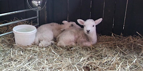 Holiday Club  Day Trip - West Lodge Farm