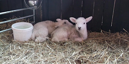 Holiday Club  Day Trip - West Lodge Farm primary image