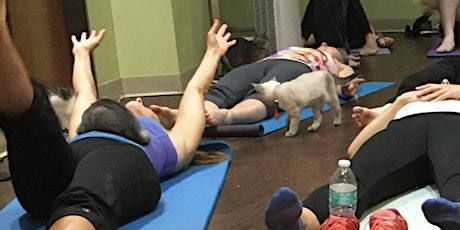 YOGA MEOW - Yoga with adoptable cats! primary image