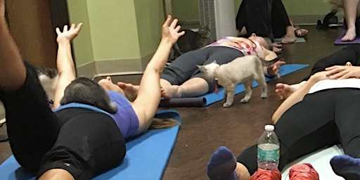 YOGA MEOW - Yoga with adoptable cats!  primärbild
