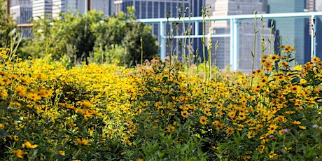 Horticulture Walk: Pier 6 The Flower Field & Dunes (Family Friendly) primary image