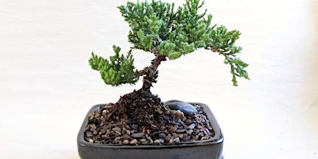 Bonsai 101 primary image