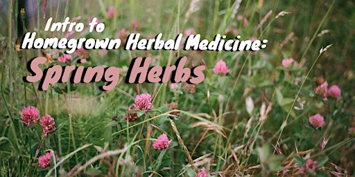 Immagine principale di Intro to Homegrown Herbal Medicine: Spring Herbs Workshop Series 