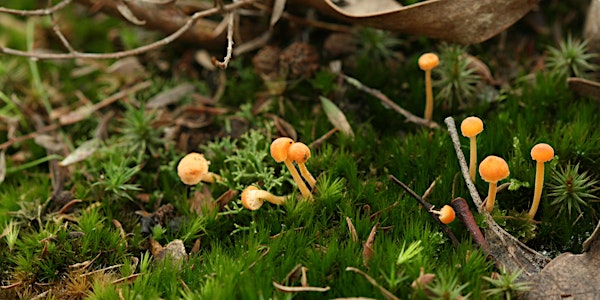 Fungi Film Festival