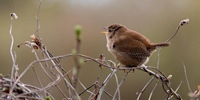 Primaire afbeelding van Dawn Chorus Walk at Wheatfen