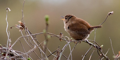 Dawn Chorus Walk at Wheatfen