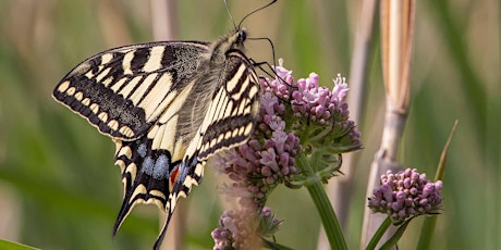 World Swallowtail Day 2024 at Wheatfen