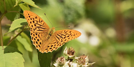 Summer Butterfly Walk