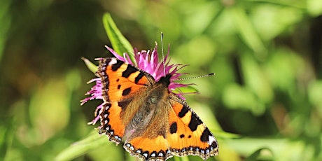 Wheatfen Children's Wildlife Safari