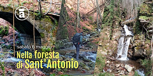 Nella foresta di Sant'Antonio