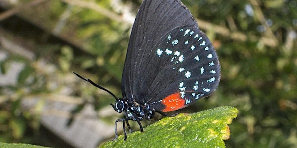 Adventure Awaits - Butterfly Hike