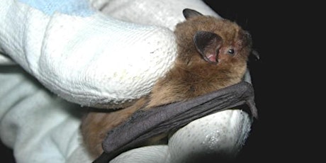 Bat Handling, Hand Netting & Endoscope Use - Foundation primary image