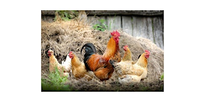 Backyard Urban Chicken Class primary image