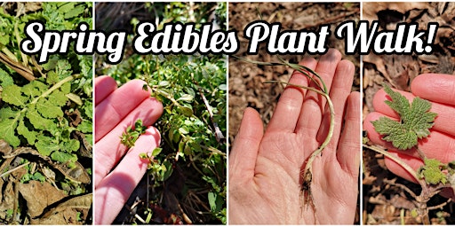 Plant Walk - Edible Plants in the Spring