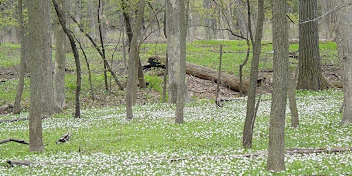 Hauptbild für 2024 Lyman Woods Wildflower Walk