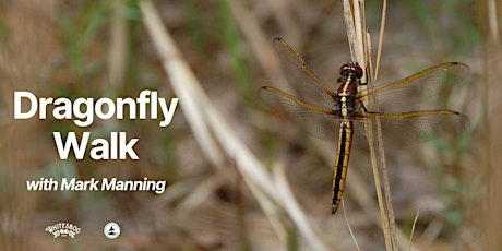 Hauptbild für Dragonfly Walk