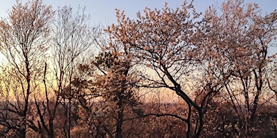 Primaire afbeelding van Spring Sunset Walk