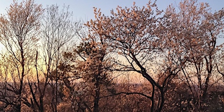 Spring Sunset Walk