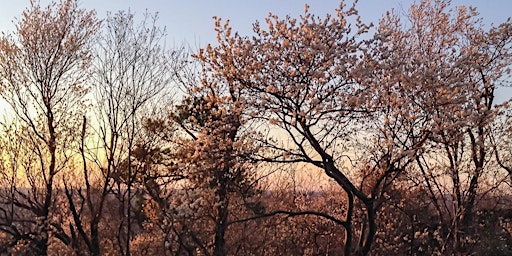 Hauptbild für Spring Sunset Walk