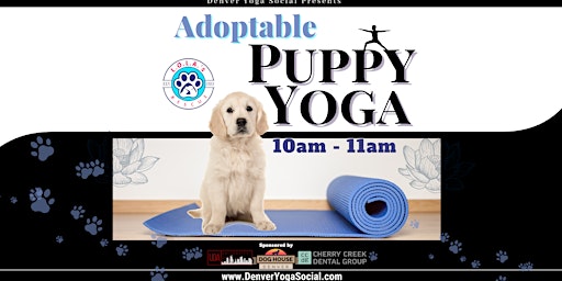 Adoptable Puppy Yoga at the Dog House Denver