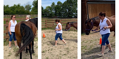 A Heart Centered Day of Healing with Horses at The Lazy L for 1-6 People