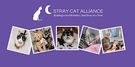 Open House & Adoption Event with Stray Cat Alliance primary image