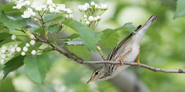 Bird Walks with Heather Wolf: McGolrick Park