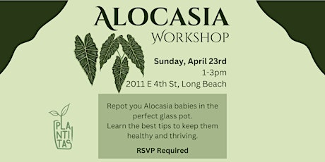 Alocasia Workshop