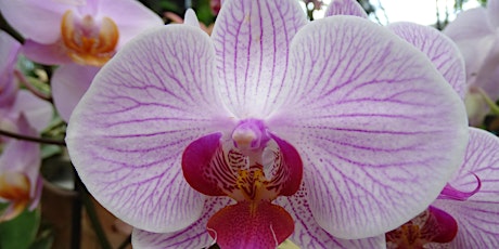 Orchid Talk