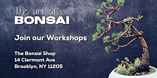 Imagem principal do evento Umbrella Tree Bonsai Workshop, 5/26