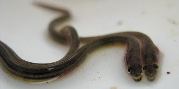 The 2018 Citizen Science Eel Forum