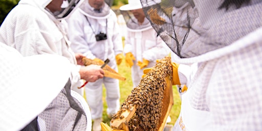 Honey & Hive. Bowral Beekeeping. primary image