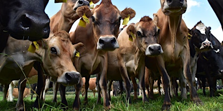 Advanced pasture management workshop - Dairy Plains primary image